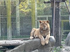 -上海野生动物园