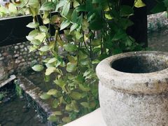 -Local泰莲庭(虹鳟鱼店)