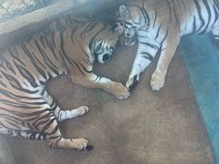 -栾川竹海野生动物园