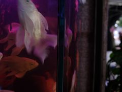 -溪岸路花鸟市场