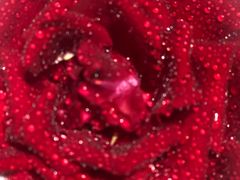 -海底捞火锅(青悦城店)