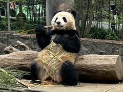-都江堰中华大熊猫苑