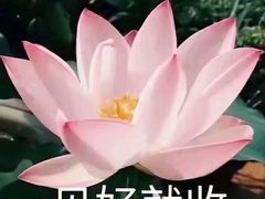 -阿姨食堂