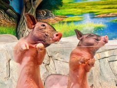 -正佳雨林生态植物园