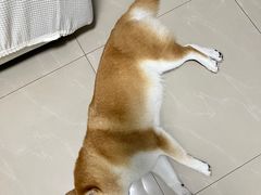 -芭比堂动物医院·24小时·眼科中心(深圳中心)