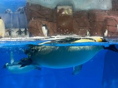 -海合安成都极地海洋公园