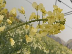 -中国天府农业博览园