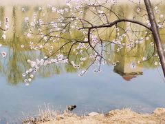 -桃花堤公园