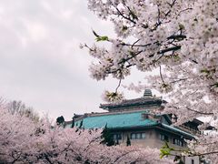 -武汉大学-樱园