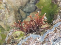 -漳州滨海火山岛自然生态风景区