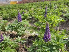 -春花秋色城市公园