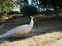 -安徽大青山野生动物世界