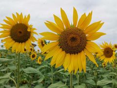 -光明小镇欢乐田园