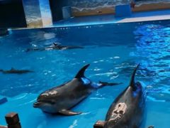 -锦艺城海洋馆