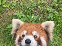 -灵玲国际马戏城