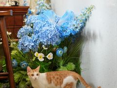 -初甜·舒芙蕾·韩式雪花冰(流塘店)