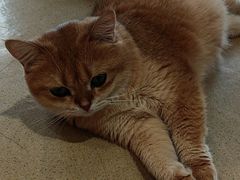 -藏猫猫咖啡主题馆(中央大道店)