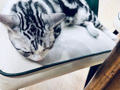 -Let's go狗咖·猫咖·奶狗·桌游(春熙路IFS店)