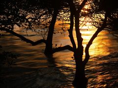 -宝安西湾红树林湿地公园