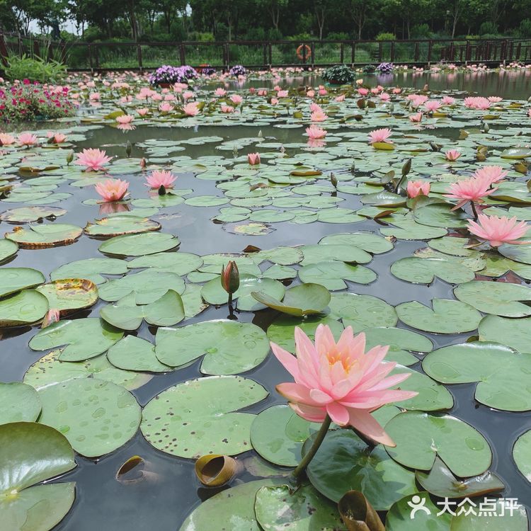 打卡奇迹花园，我老公说很山寨，主要就是城堡和花海