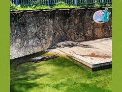 -深圳野生动物园