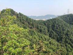 -南山植物园