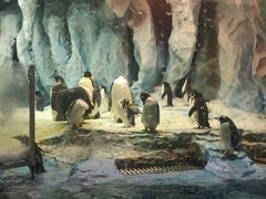 -帝企鹅自助餐厅•儿童岛•真企鹅(长隆企鹅酒店)