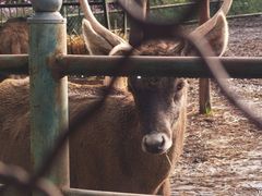 -青藏高原野生动物园