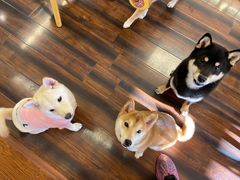 -豆柴町-柴犬主题狗咖(红鼎国际C座店)