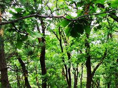 -帽儿山国家森林公园