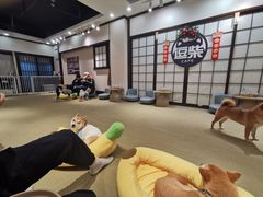 -逗柴咖啡屋·狗咖猫咖宠物桌游