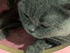 -猫小院猫主题餐厅(三里屯店)