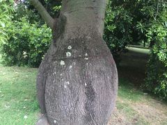 -墨尔本皇家植物园