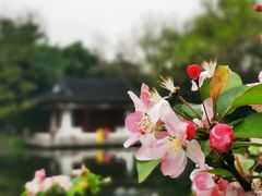 -莫愁湖公园