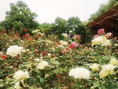 -大蜀山国家森林公园