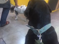 -严国平动物医院(德政总院)