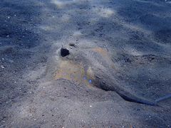 -飞鱼&摩娜潜水度假村