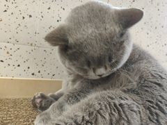 -有猫主题·治愈系猫咖(曾厝垵店)