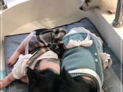 -怪兽屋·羊驼·猫咖·狗咖(俊华广场店)