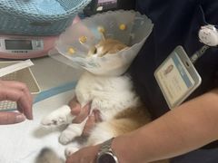 -纳吉亚猫专科动物医院博雅分院