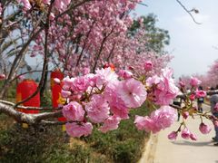 -天适樱花悠乐园