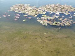 iphone_upload_pic-新江湾城公园
