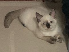 -瑞鹏宠物医院·普外科·影像科·皮肤科(城市山谷分院)