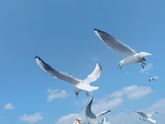-海埂大坝