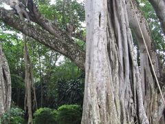 -瑞丽独树成林风景区