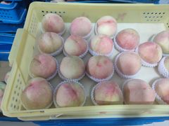 -老袁家蜜桃农场·阳山水蜜桃