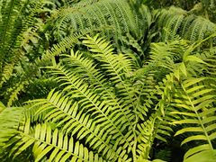 -国家植物园南园