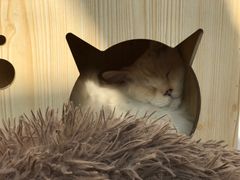 -猫小院猫主题咖啡厅(北锣店)