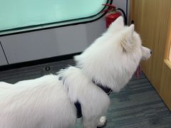 -pd派德宠物中心医院24H急重症·眼科中心·血液透析中心(嵩山北路店)