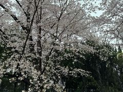 -嘉定紫藤园